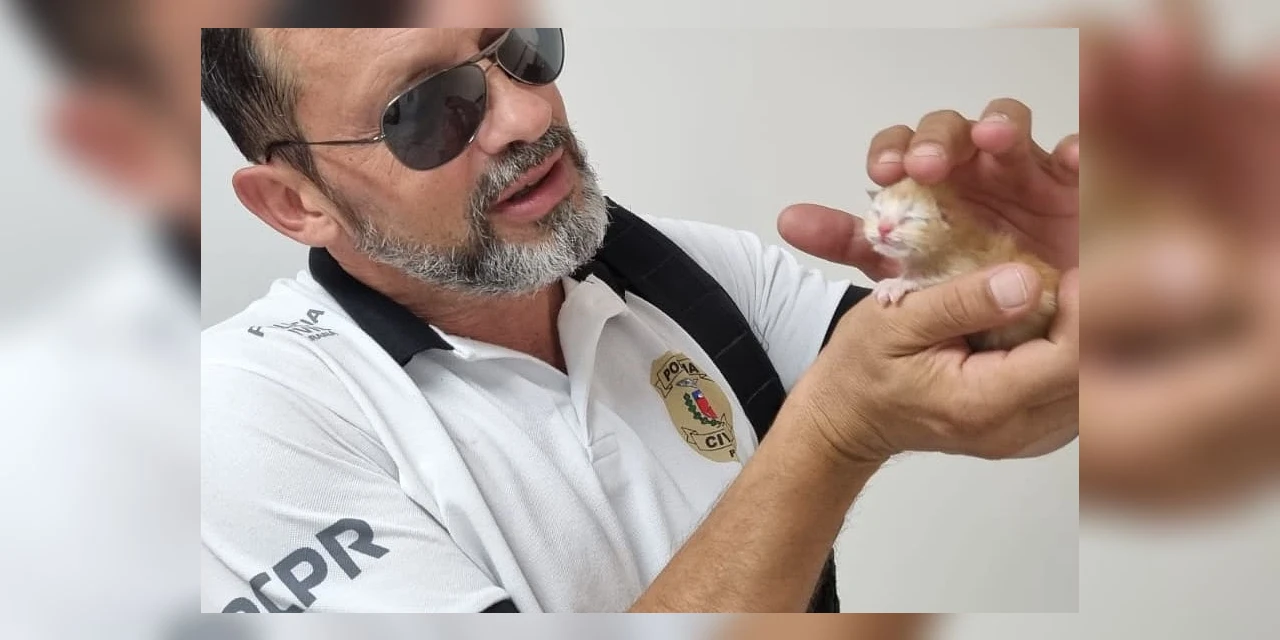 Em Matinhos, Polícia Civil resgata do lixo quatro gatos recém-nascidos