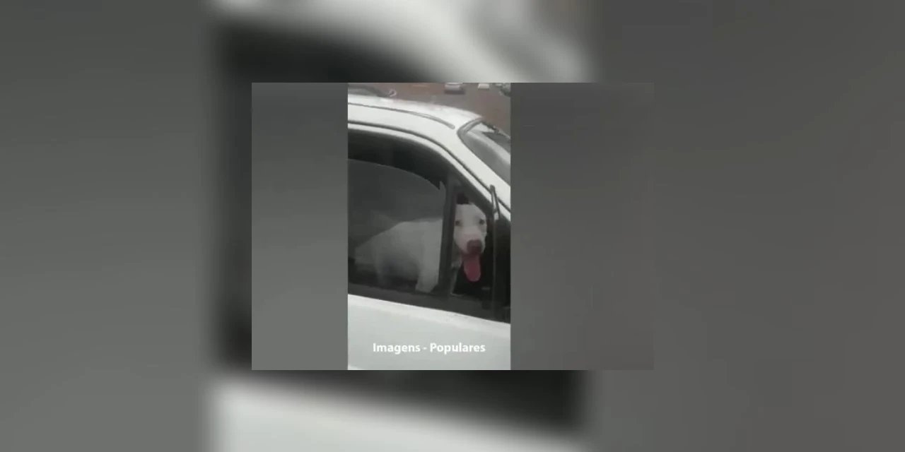 Vídeo: Cão desengata carro e quase causa acidente no Paraná