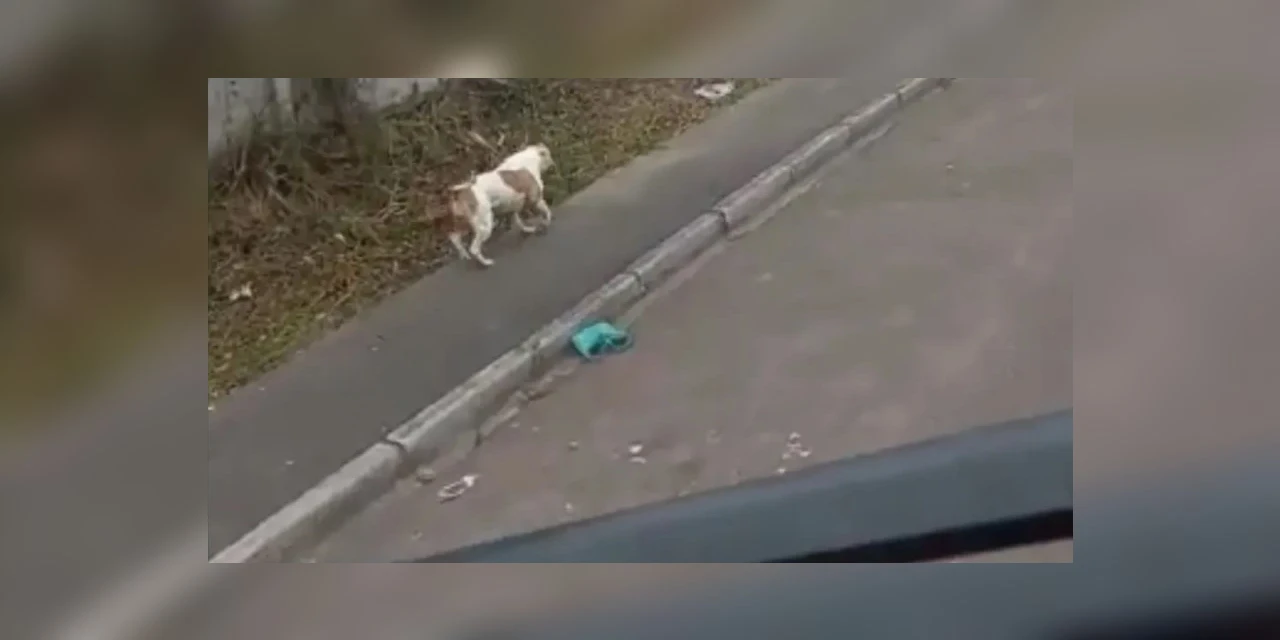 Vídeo: No Paraná, pitbull solto faz prefeitura suspender coleta de lixo