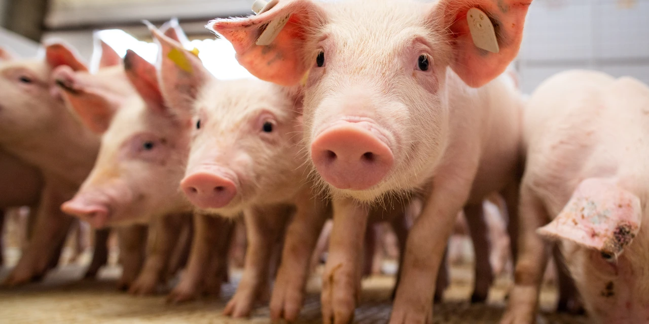 Agro&Negócio: R$ 371 milhões foi o faturamento de gigante da nutrição animal em plena crise, por Ricardo Weg