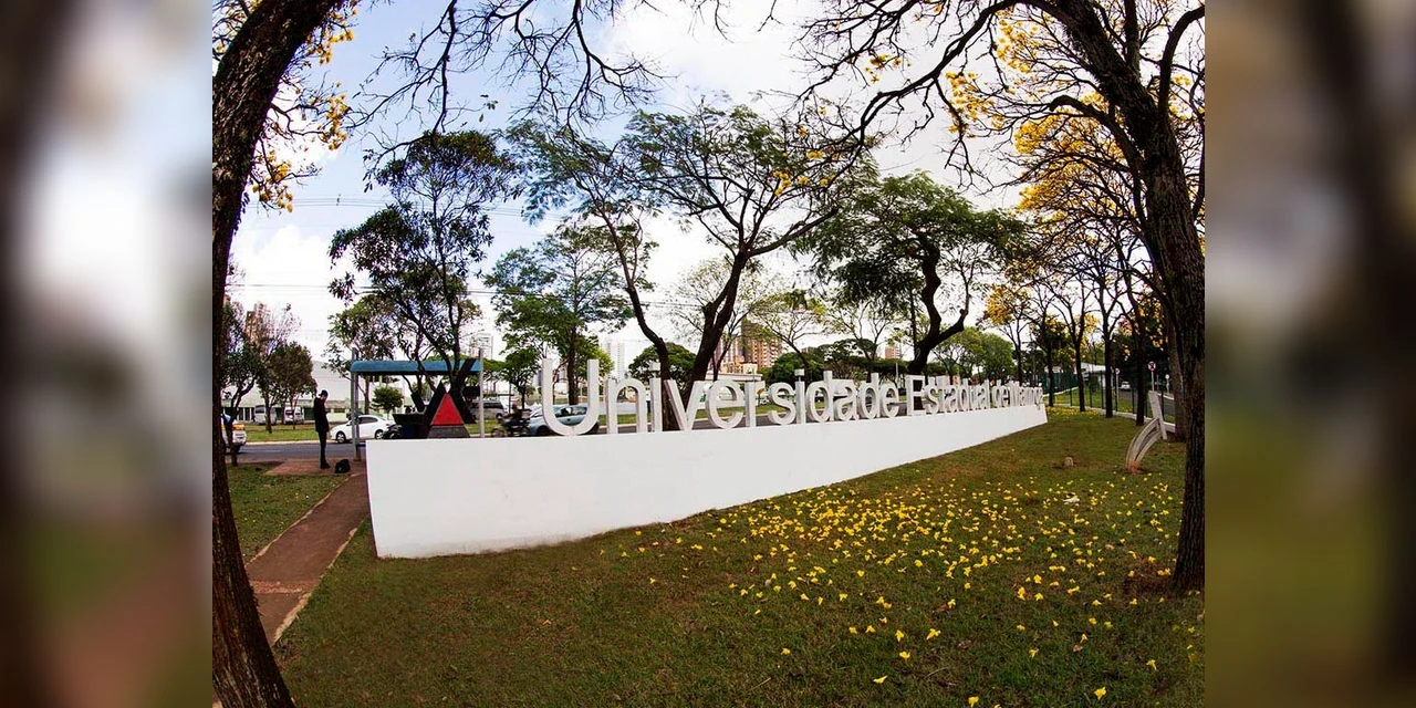 Universidade do Paraná inventa curativo adesivo com própolis para tratar lesões da pele