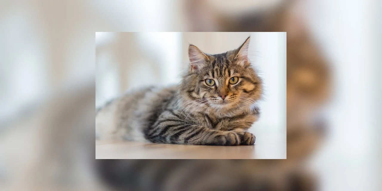 Dia Mundial do Gato: Saiba como o felino virou um animal doméstico