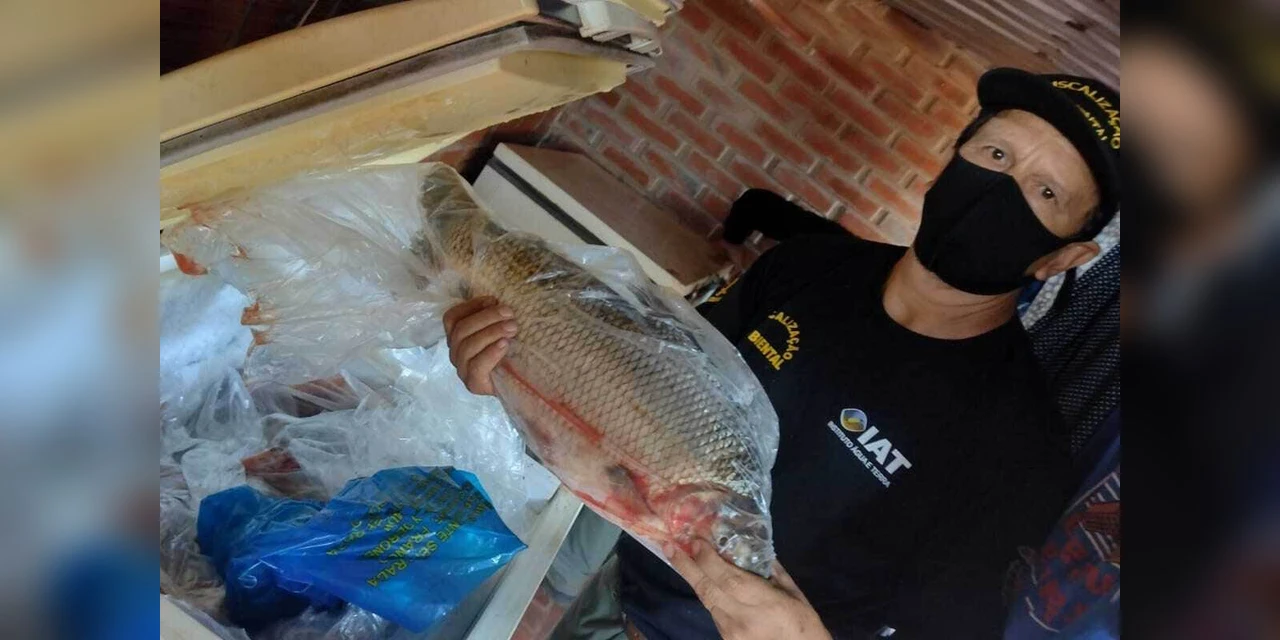No Paraná, mais de 200 kg de peixes apreendidos em fiscalização são destinados a instituições de caridade