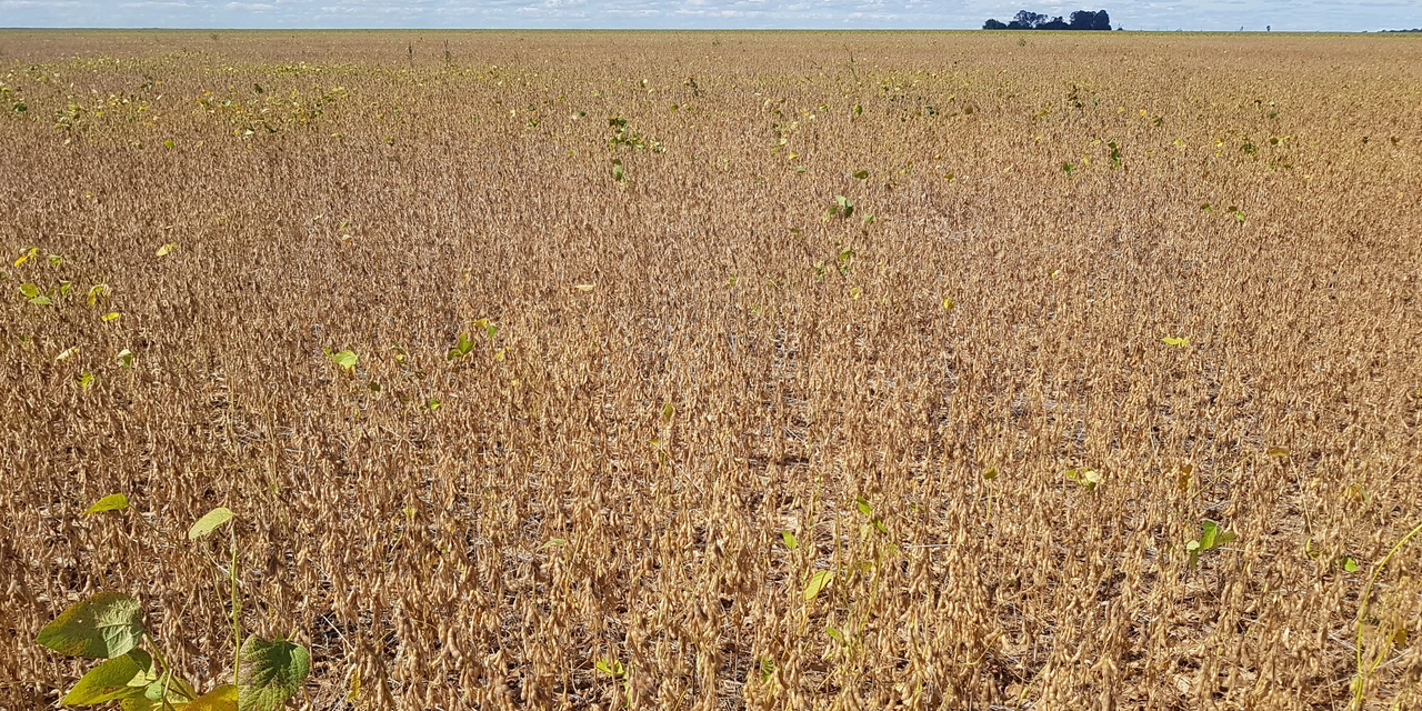 Agro&Negócio: Quando Brasil tiver logística eficiente, seremos imbatíveis, por Ricardo Weg