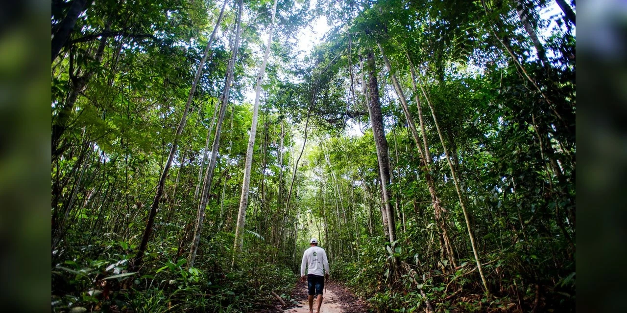 Ibama define combate ao desmatamento na Amazônia como prioridade