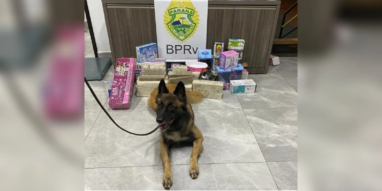 No Paraná, mulher é presa por transportar 25 kg de maconha em embalagens de brinquedos