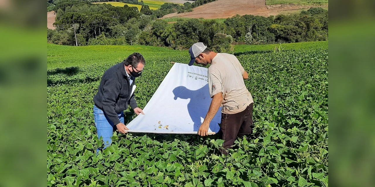 Secretaria da Agricultura do Paraná alerta pecuaristas sobre os cuidados com pragas das pastagens