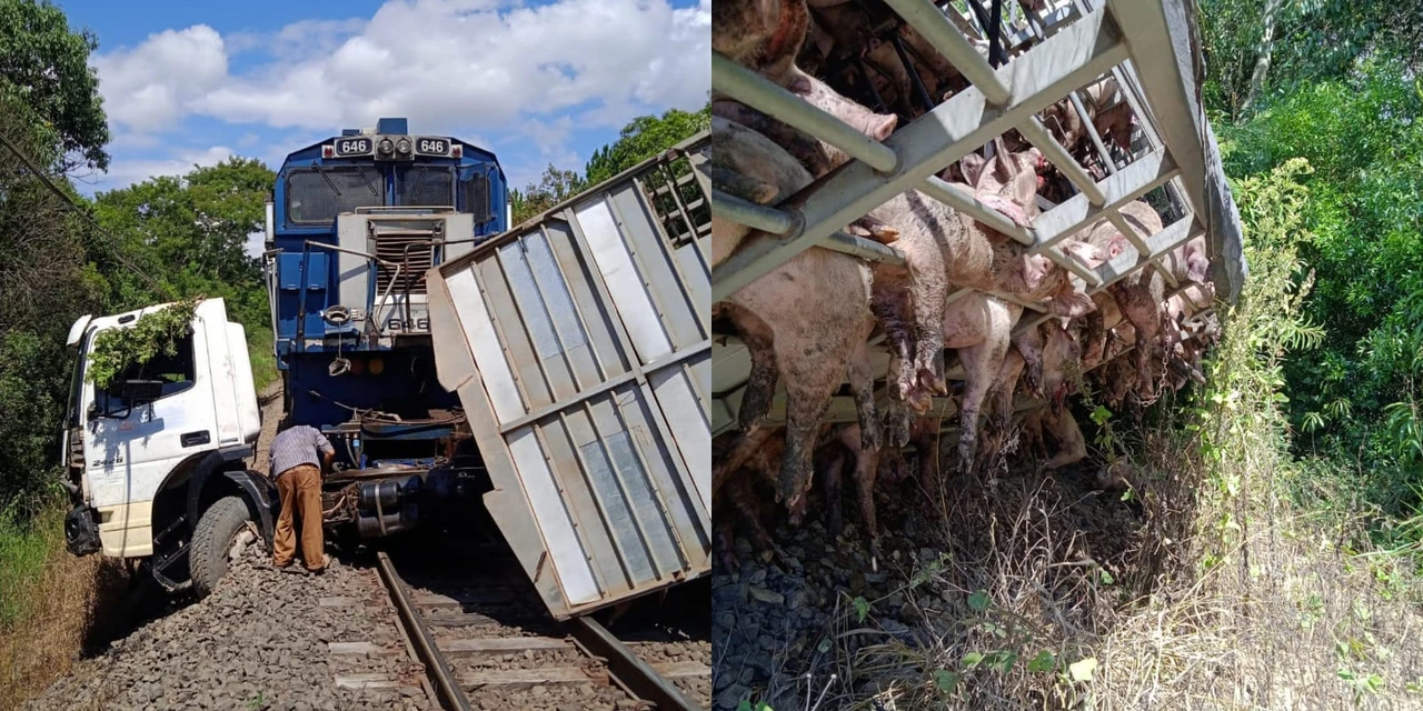 Caminhão com carga de suínos colide contra trem nos Campos Gerais