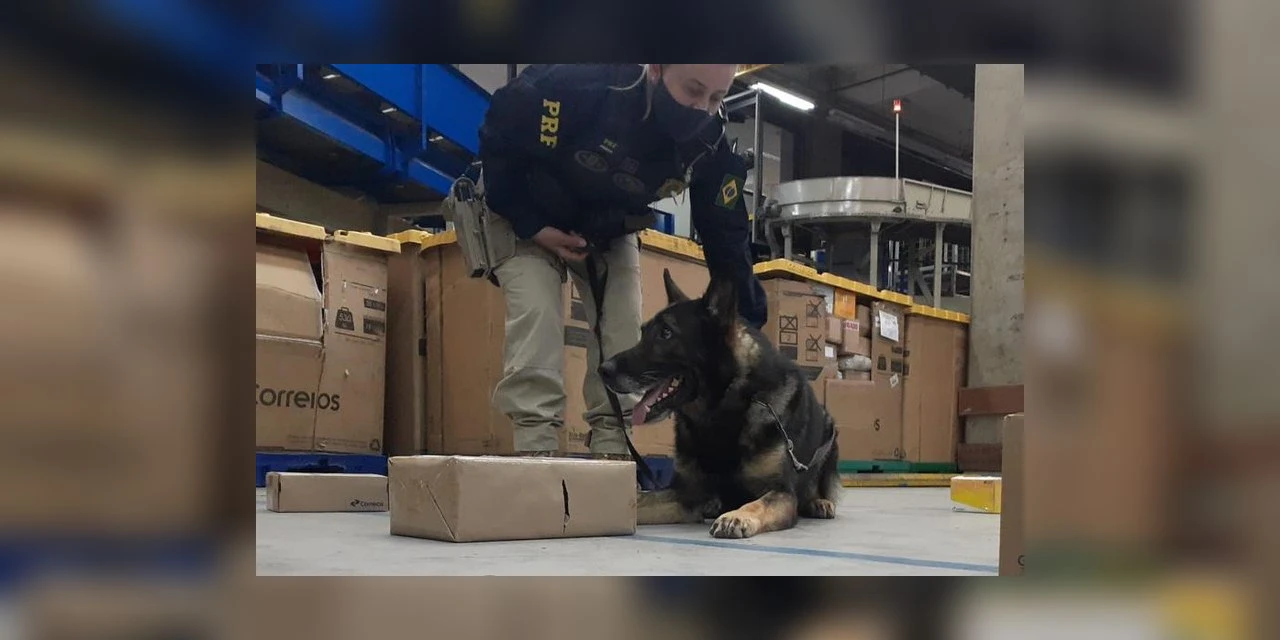 Durante operação com cães, PRF e PM apreendem drogas que seriam enviadas pelo correio