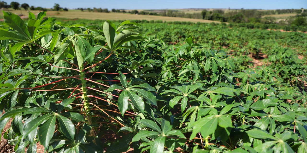 Produtores retomam colheita de mandioca no Paraná
