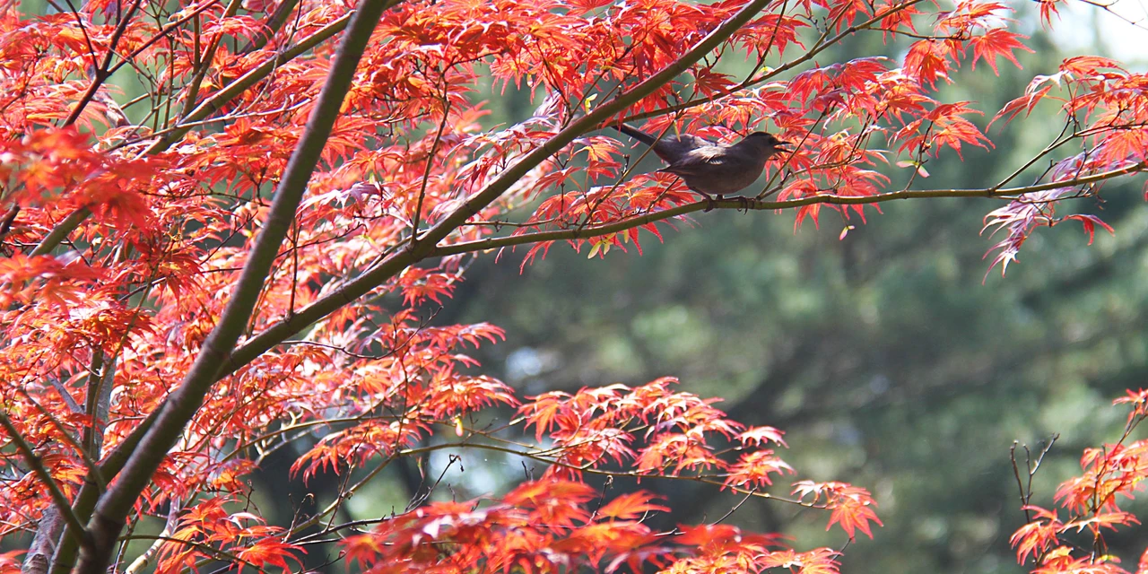Com influência de La Niña, outono no Paraná terá chuvas na média, ventos e dias frios