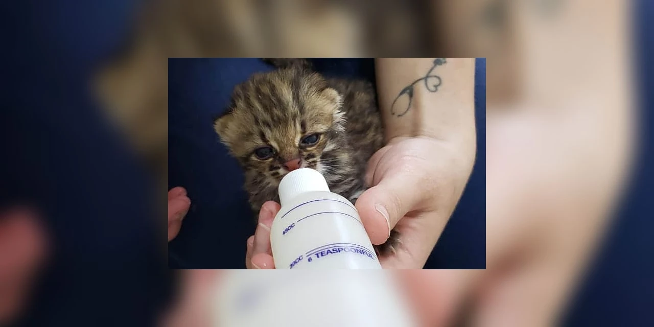 Governo torna permanente o curso para formar voluntários em cuidado de animais silvestres