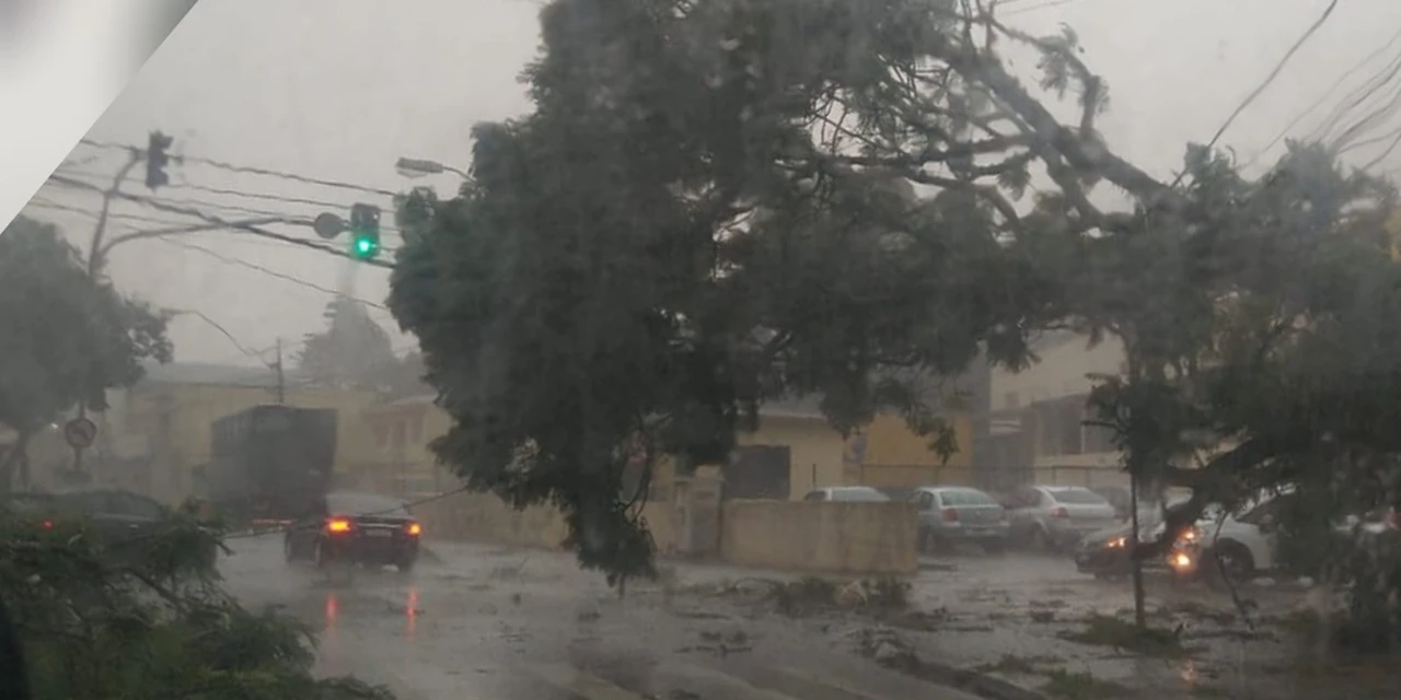 Temporal causa queda de árvores e destelhamentos de mais de dez casas em PG