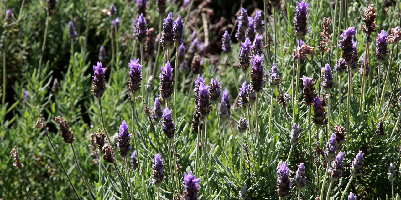 IDR-Paraná lança Rota das Lavandas, nova opção de turismo rural