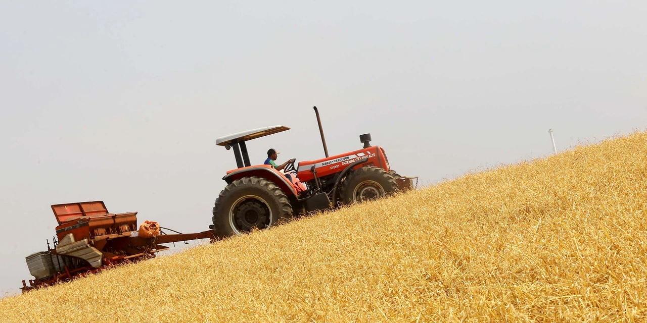 Plantio da segunda safra de milho chega ao fim no PR; produtividade segue média histórica