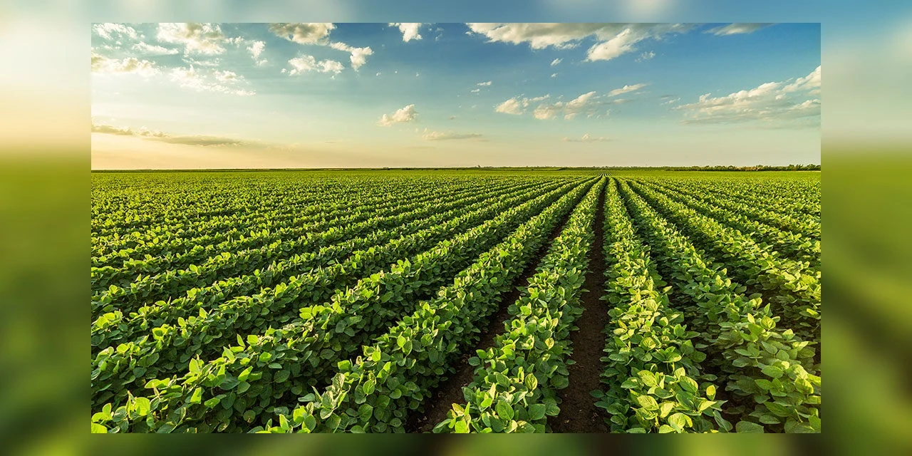 Entenda por que fertilizantes são fundamentais para a agricultura brasileira