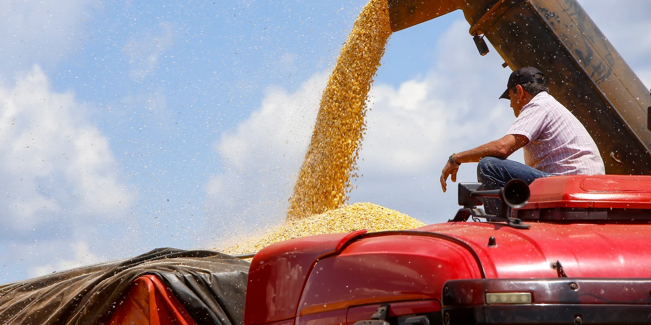 Produção de milho no Paraná deve alcançar recorde de 16 milhões de toneladas