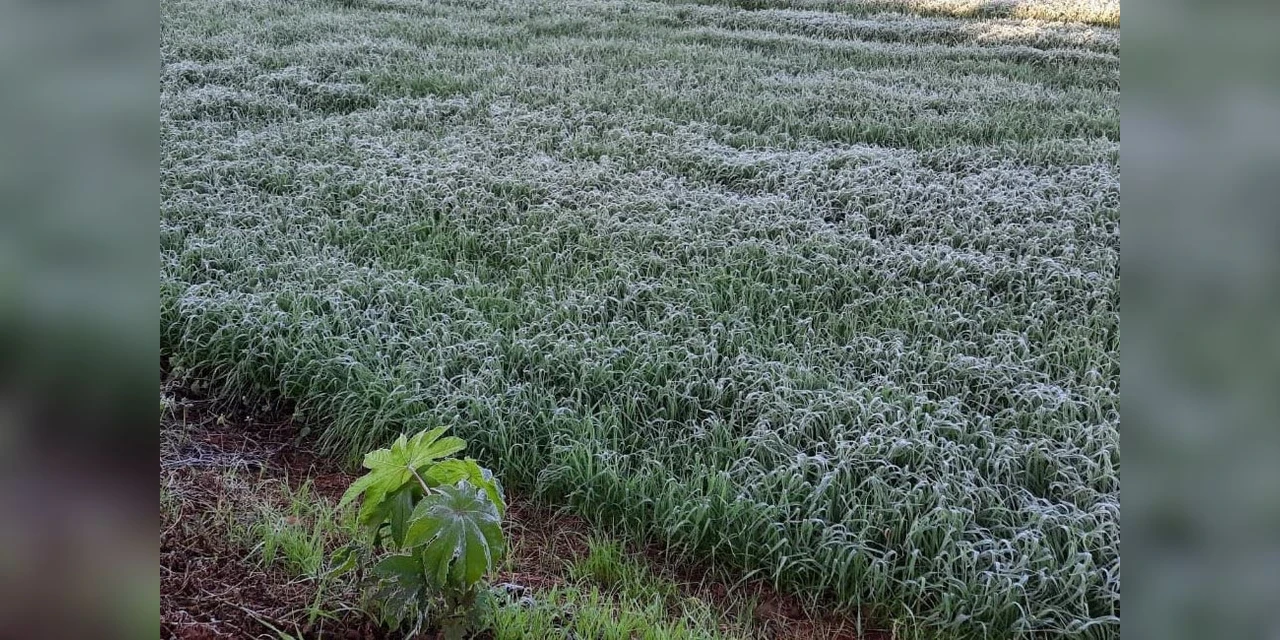 Entra em operação nesta terça (03) o serviço Alerta Geada, referência em apoio aos agricultores paranaenses