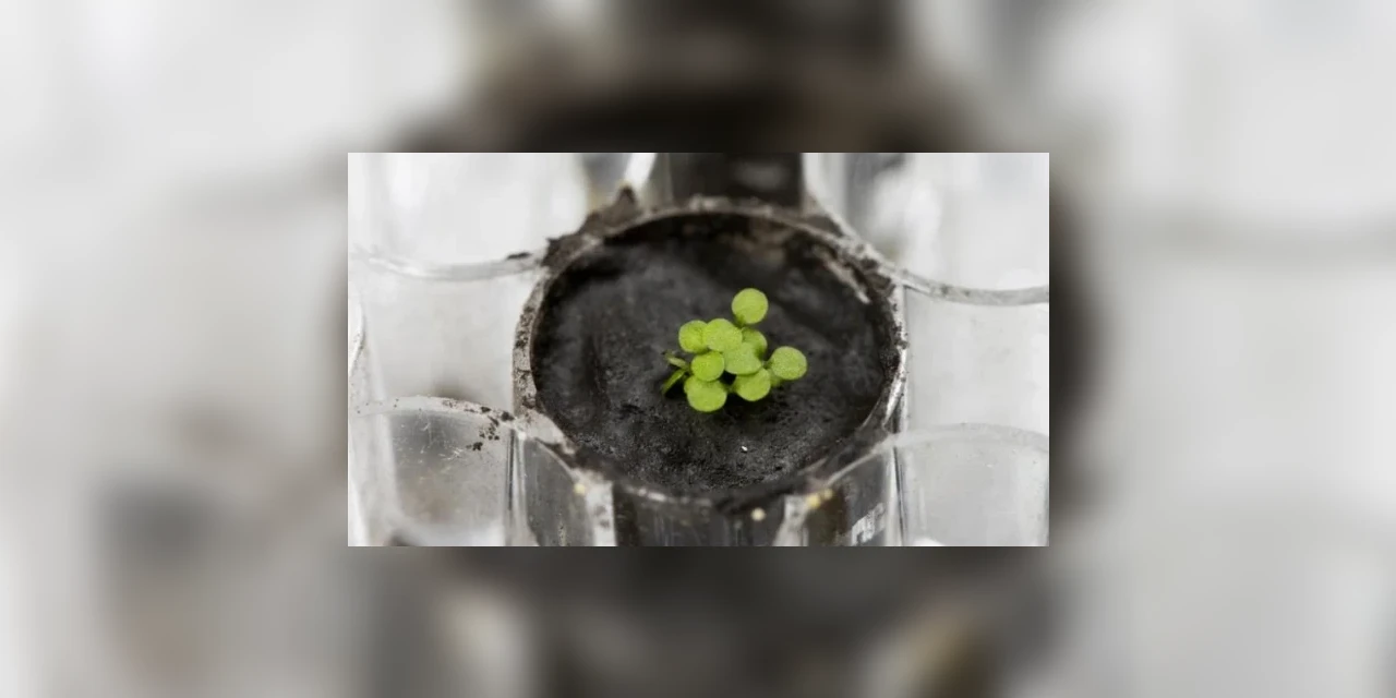 Cientistas cultivam planta em solo lunar pela primeira vez na história