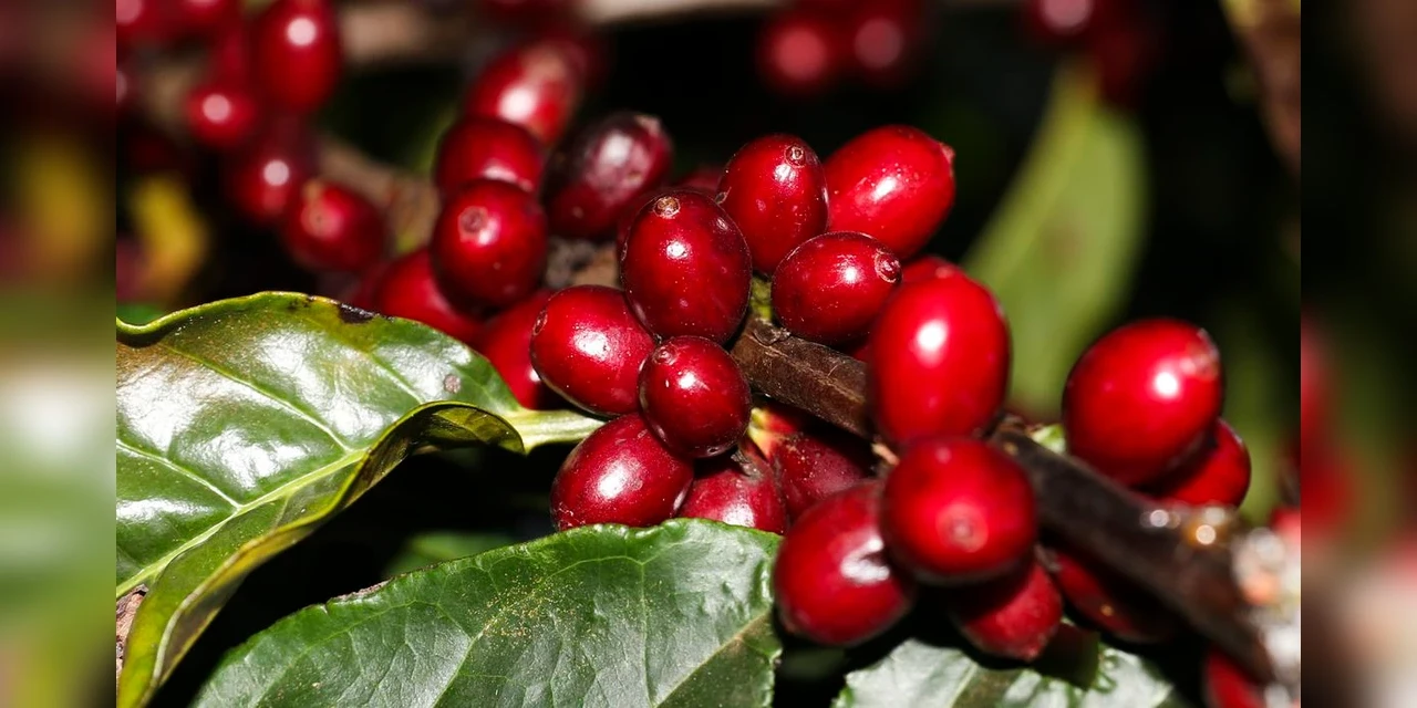 Safra de café 2022 pode chegar a 53,4 milhões de sacas