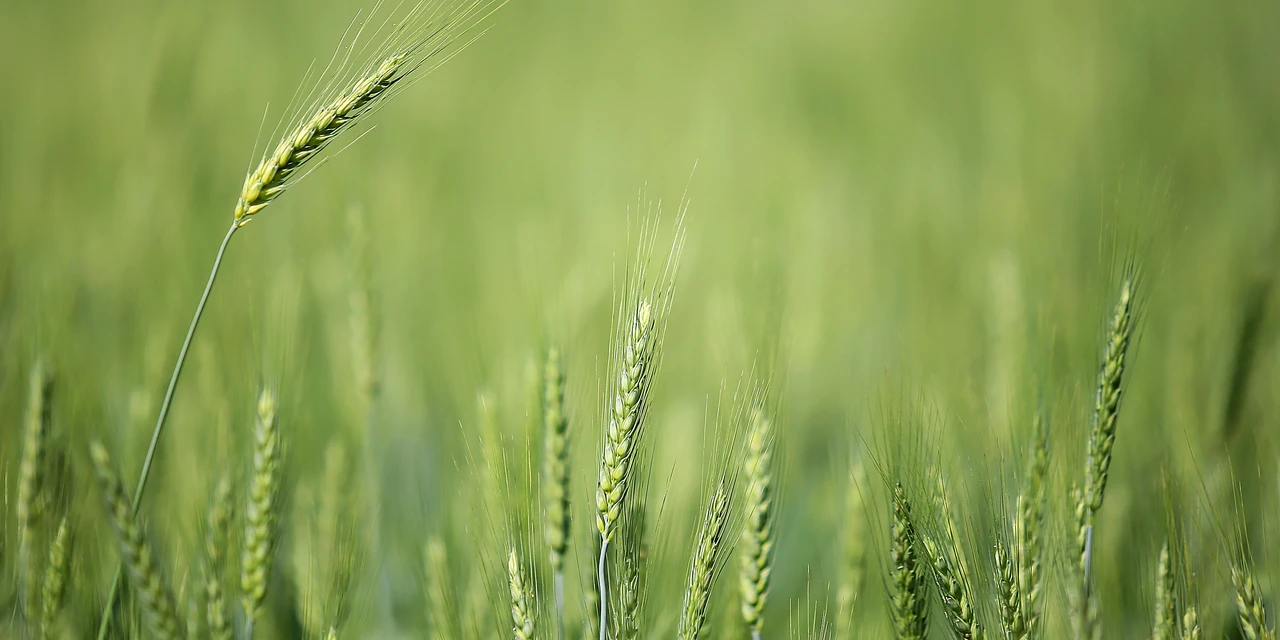 Baixas temperaturas e geadas fracas não provocaram perdas expressivas na agricultura, indica boletim agropecuário
