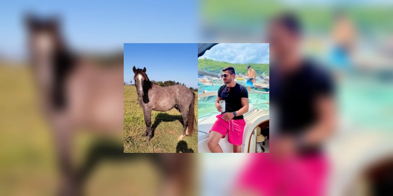 Bêbado, jovem compra cavalo em leilão e só descobre no outro dia