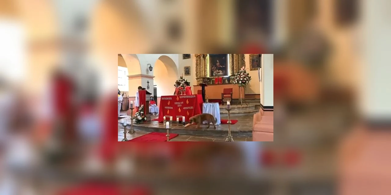 Vídeo: Cachorro caramelo viraliza após 'roubar' pão durante missa