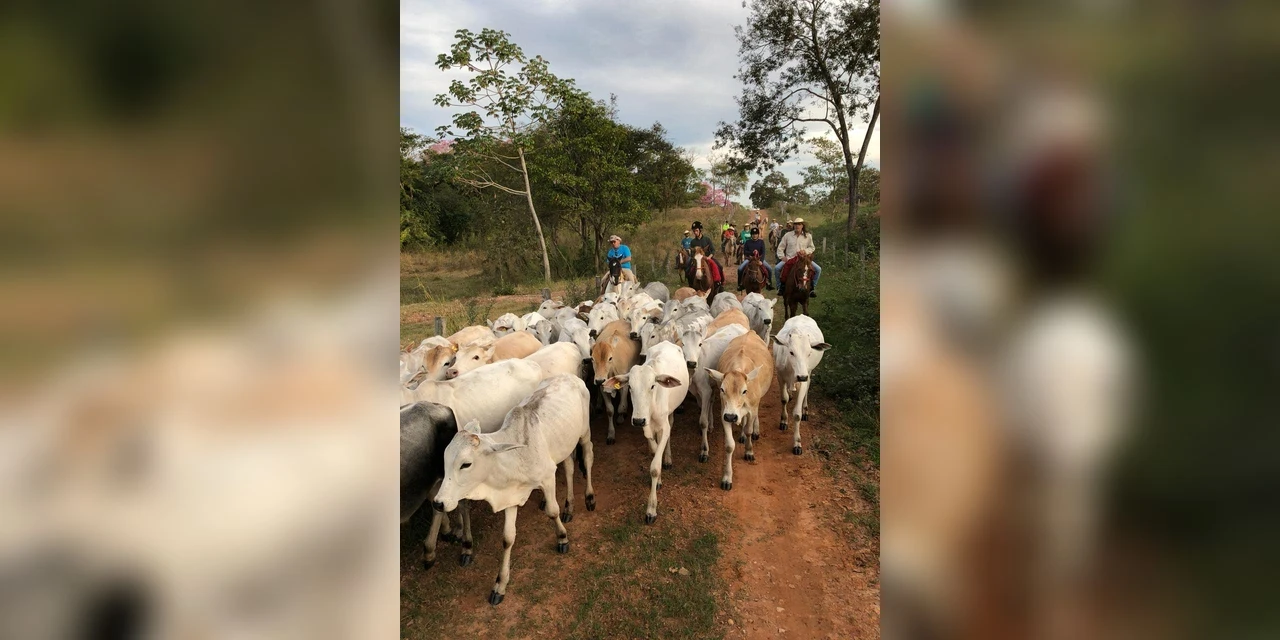 Pantanal: visitantes se surpreendem com os cenários e cotidiano reais da novela