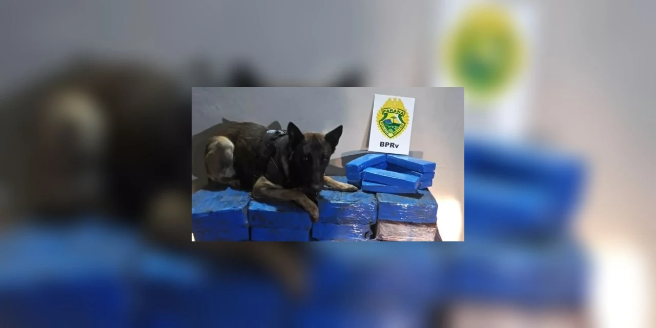 Cão farejador localiza mais de 400 quilos de maconha durante fiscalização no Paraná