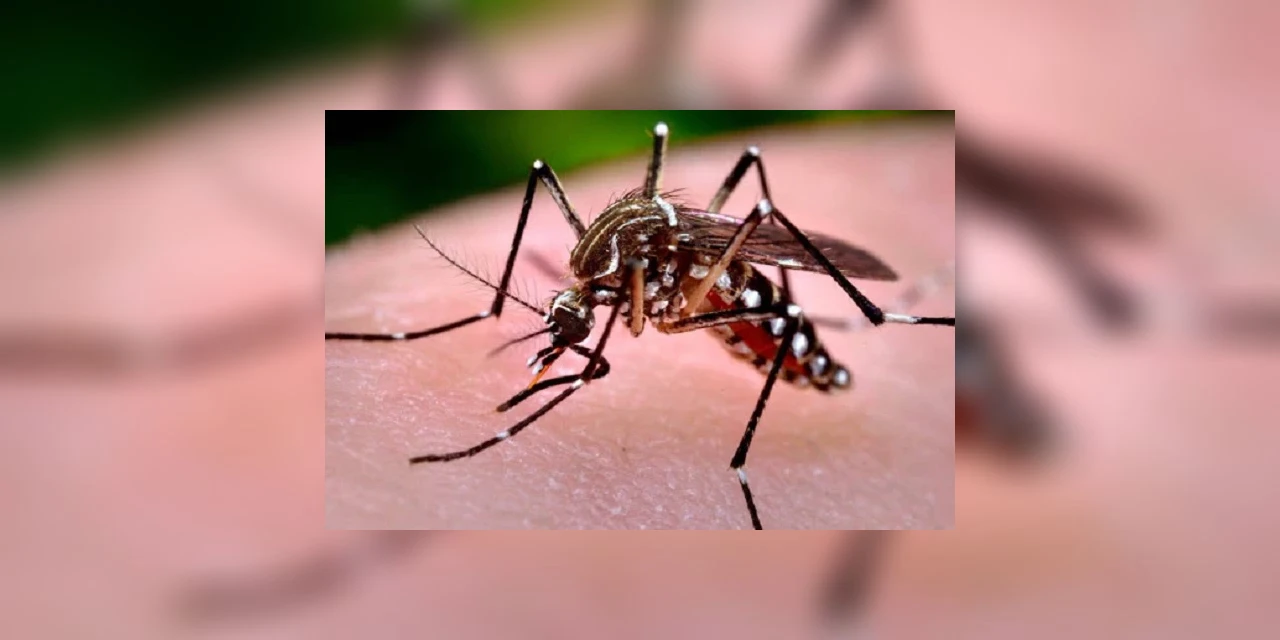 Paraná ultrapassa 100 mil casos confirmados de dengue