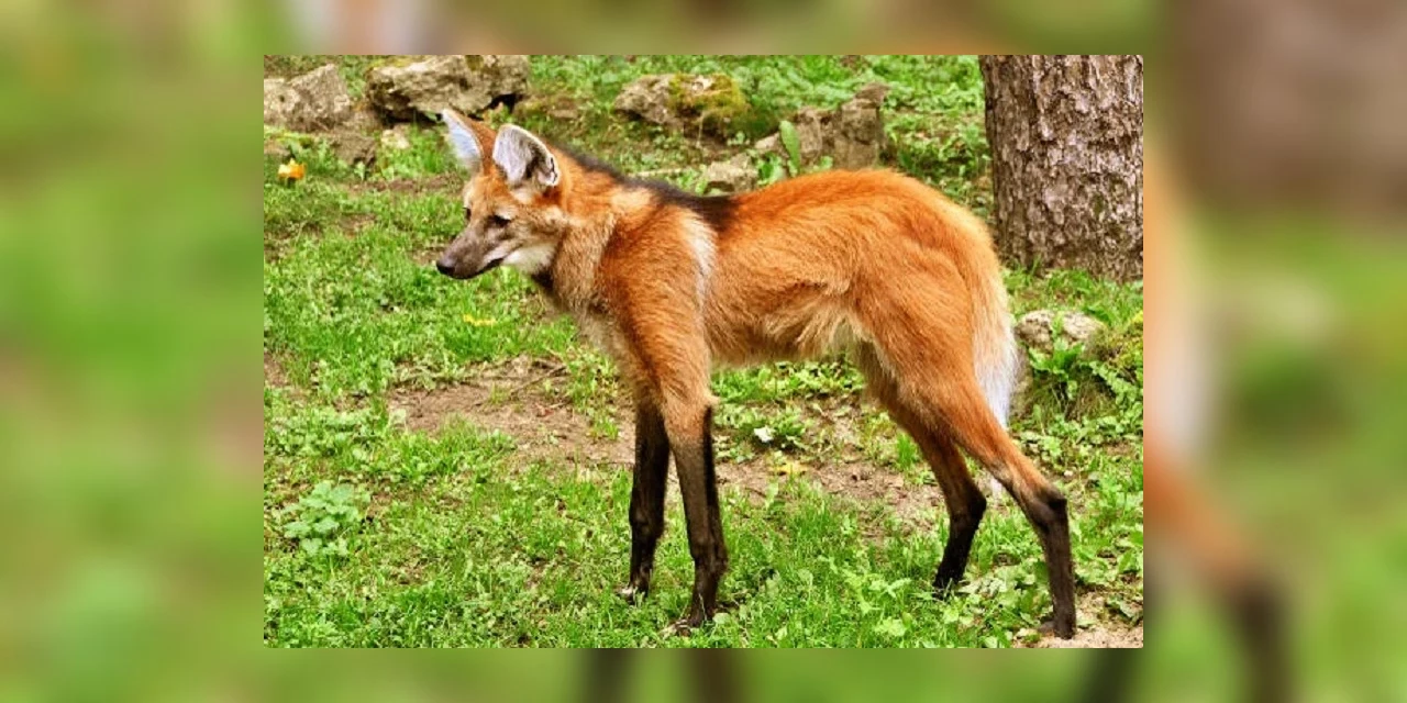 Lobo-guará é visto no Parque Estadual de Vila Velha