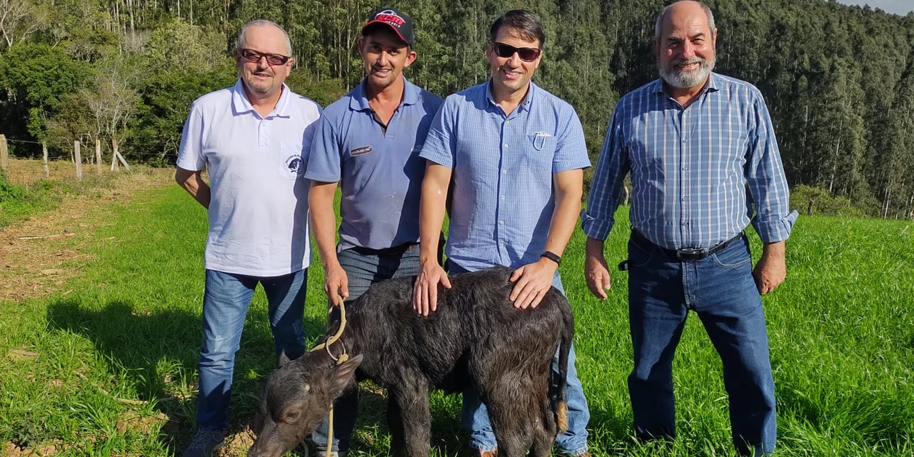 Projeto incentiva criação de gado bovino e bubalino em Castro