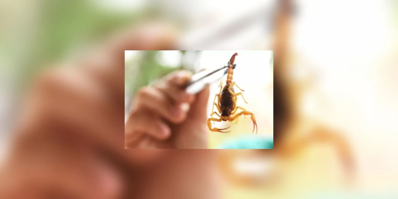No Paraná, infestação de escorpiões faz com que escola suspenda aulas
