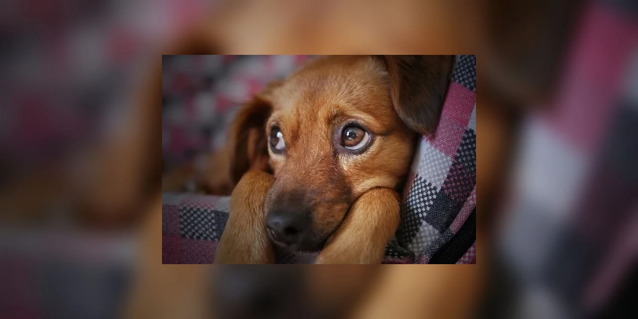 Julho Dourado – Mês de reflexão sobre a saúde animal e contra o abandono