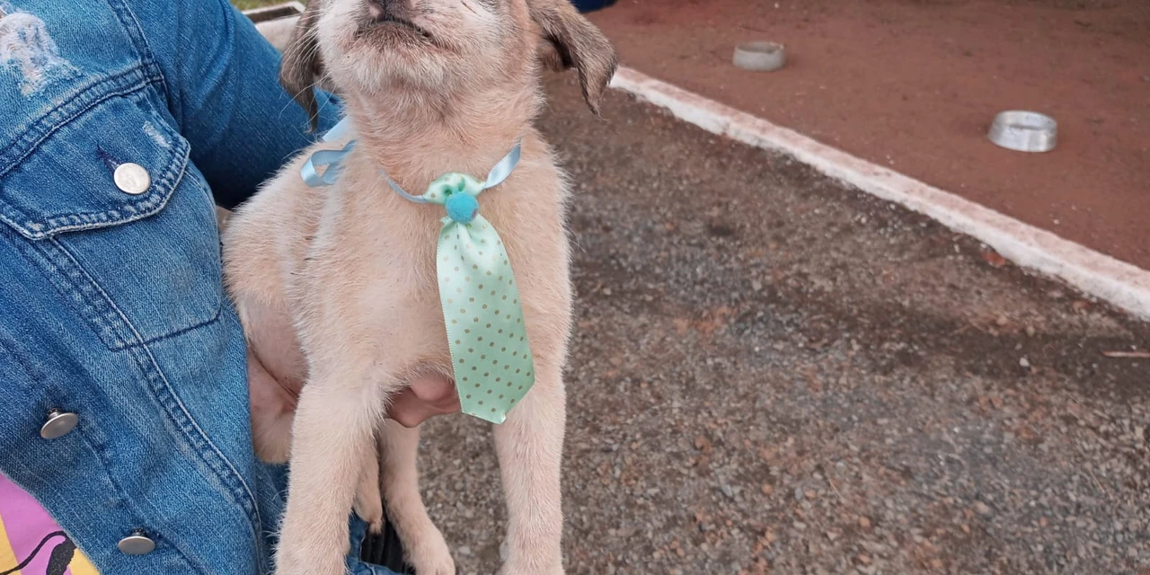 Evento reúne animais para adoção neste final de semana em PG