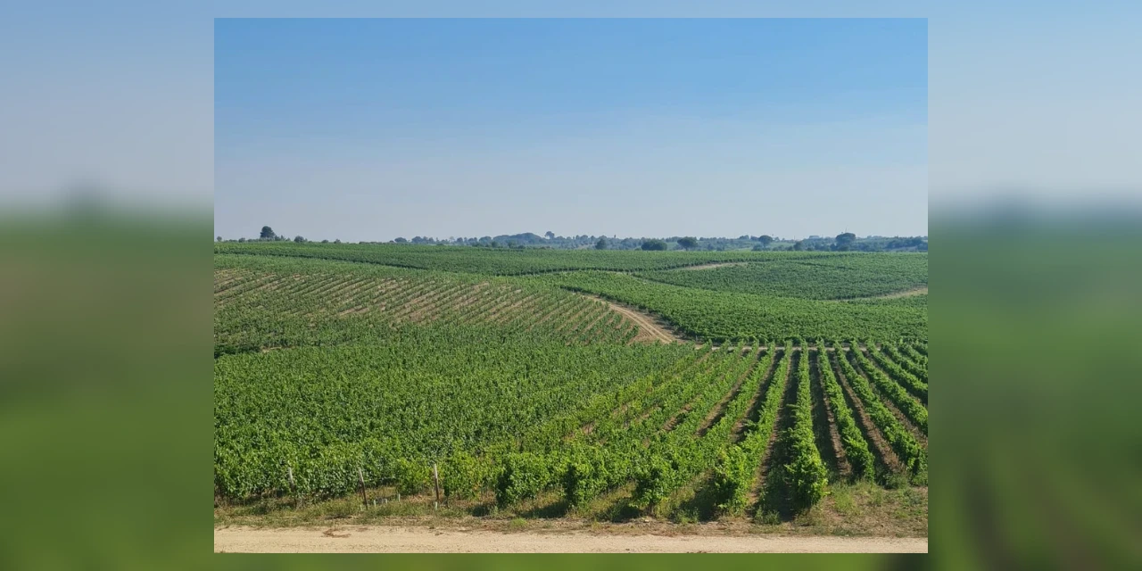 Vinhos & Viagens: 'Série regiões vitivinícolas portuguesas: Tejo', por Patrícia Ecave