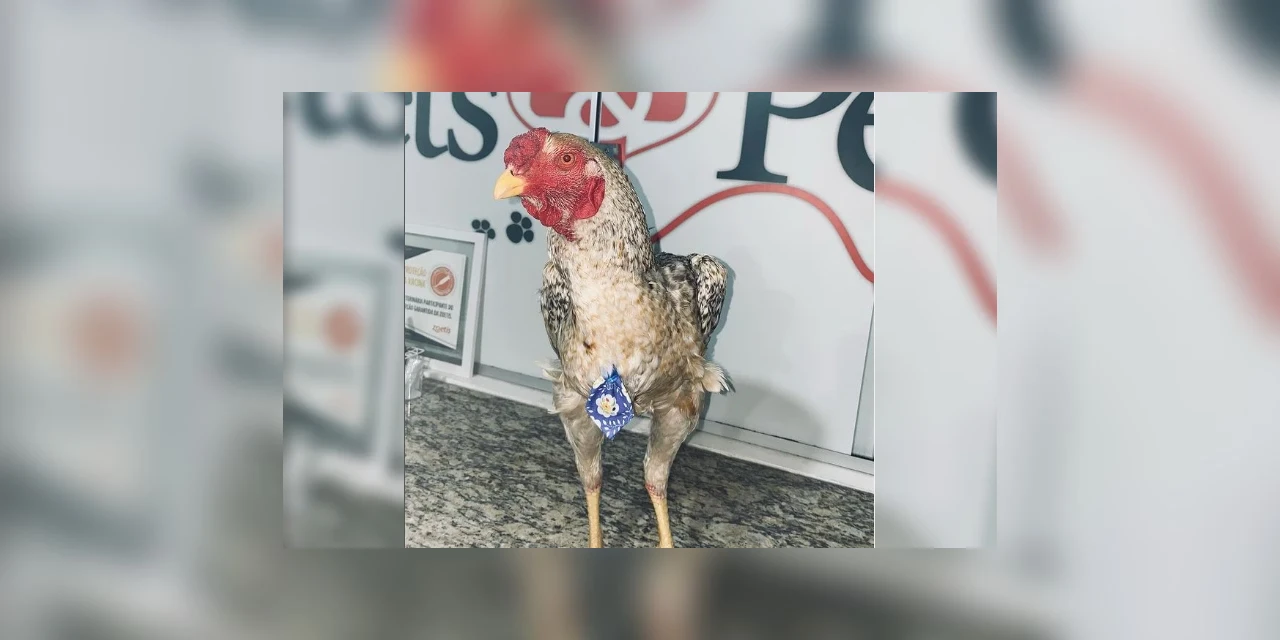 VIRAL: Galo chama atenção por tomar banho em pet shop no PR