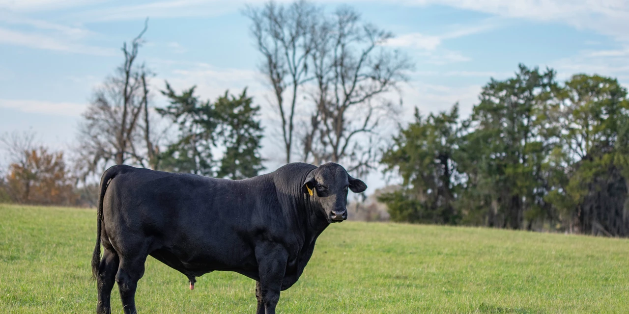 Agro&Negócio: 'Paraná já soma US$ 47 milhões em exportação de carne bovina', por Ricardo Weg
