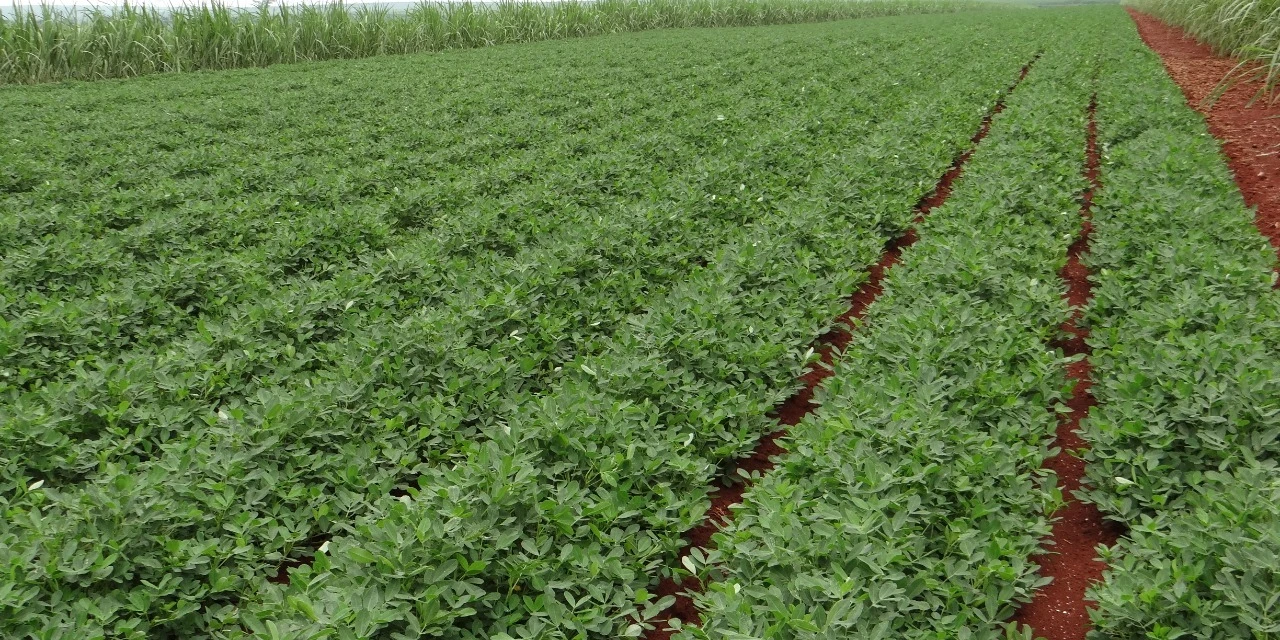 IV Feira Nacional do Amendoim discute resiliência do produtor rural