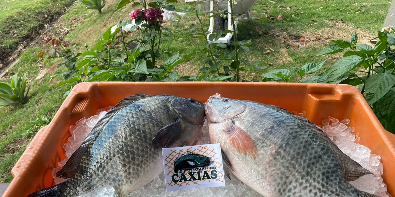 Agro&Negócio: 'International Fish vai acontecer no Paraná', por Ricardo Weg