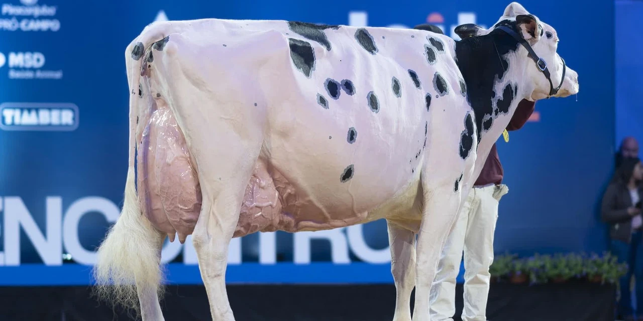 Bicampeã! Ruivinha conquista o título de Campeã Suprema das Raças do Agroleite 2022