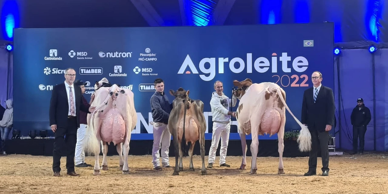 Juízes canadenses avaliam mais de 500 animais das raças holandesa e jersey no Agroleite 2022