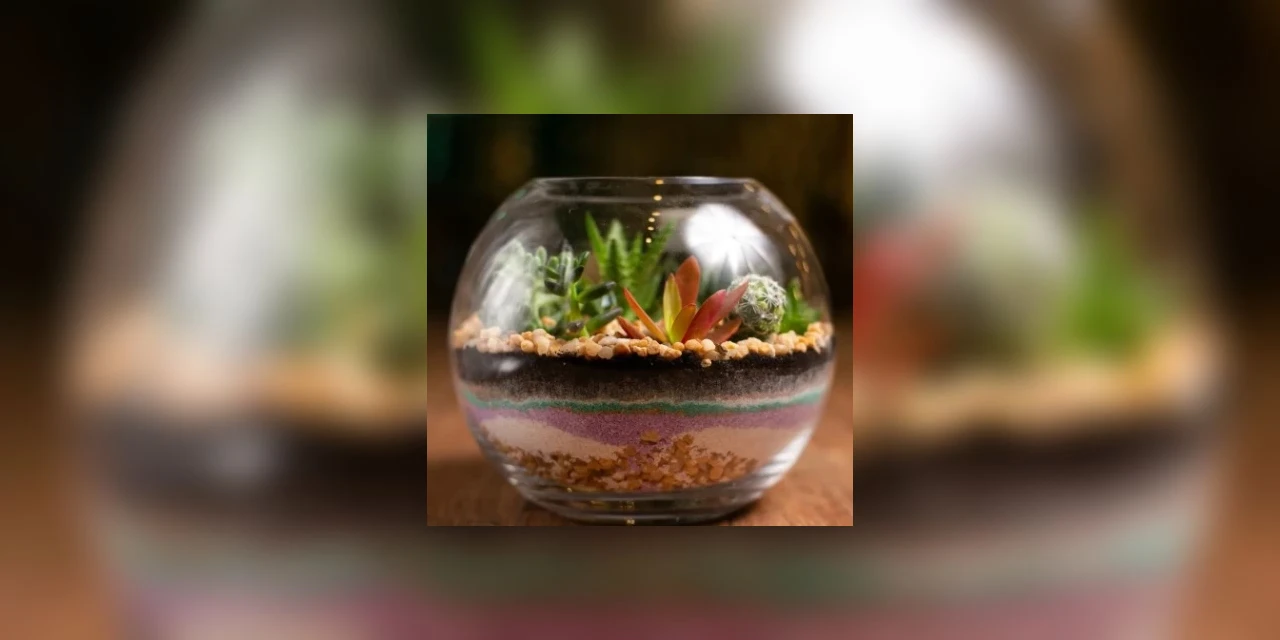 Aulas gratuitas de terrário no II Festival de Cactos e Suculentas