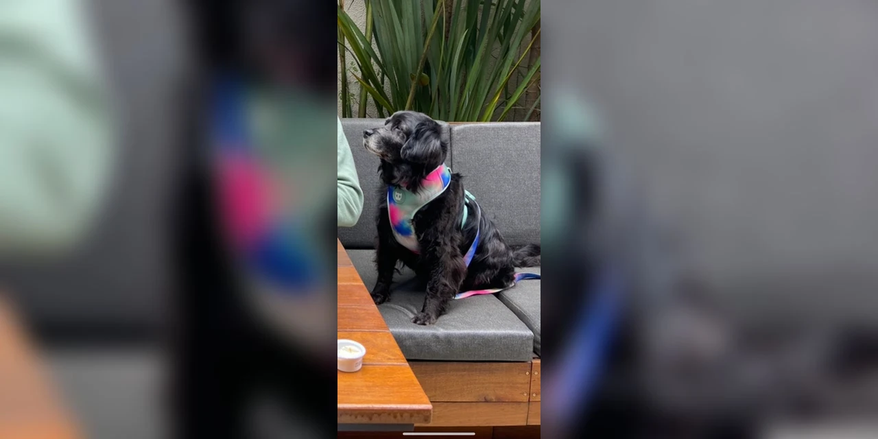 Empresa promove ação com cachorro abandonado no Dia Mundial do Cão