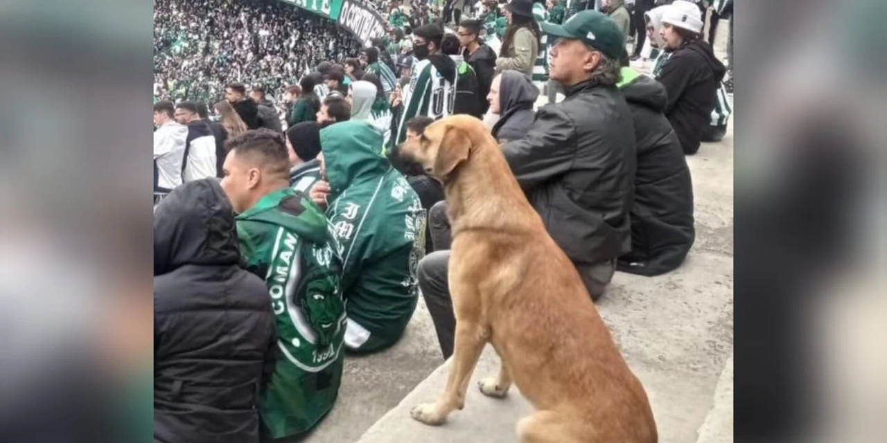 Vira-lata caramelo que 'deu sorte' ao Coritiba é encontrado e adotado pelo time