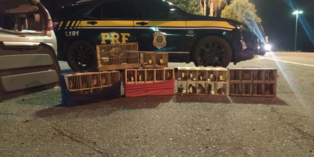 PRF apreende carro com porta-malas cheio de pássaros no Paraná