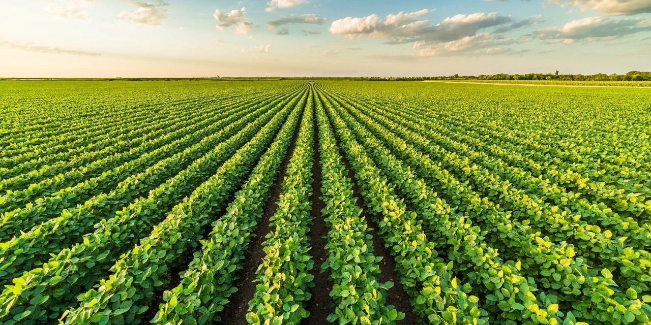 Coluna Agro&Negócio: Rabobank abre inscrições para Programa de Trainee Crédito Rural Banking 2023