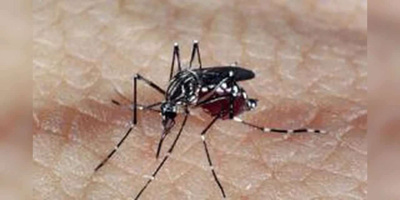 Secretaria de Estado da Saúde confirma mais 115 casos de dengue e alerta para índice de infestação do mosquito