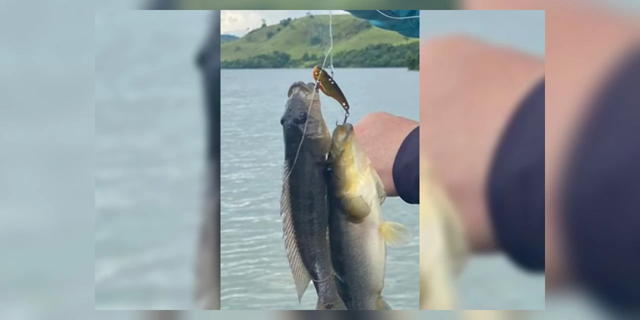 Relatório do projeto Rio Vivo aponta forte presença de espécie ameaçada de extinção no Rio Iguaçu