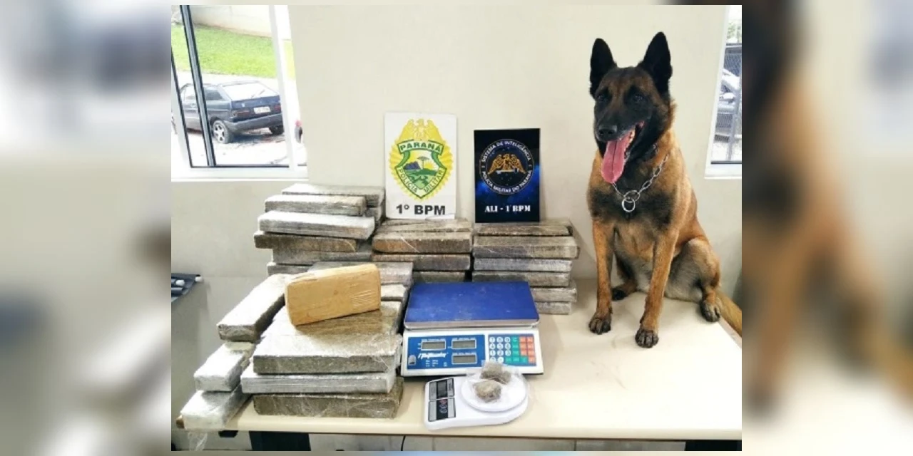 Polícia Militar realiza grande apreensão de entorpecentes em PG